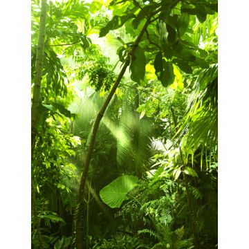 Rain Forest Fragrance Oil
