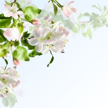 Apple Blossom Fragrance Oil +