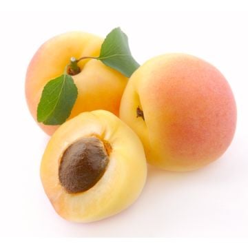Apricot Fragrance Oil