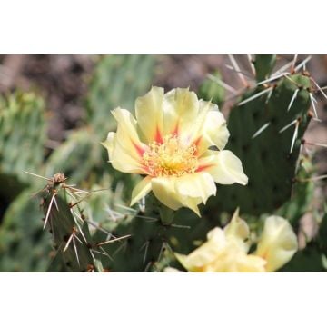 Baja Cactus Blossom TYPE Fragrance Oil
