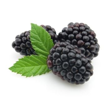 Blackberry Oasis Fragrance Oil **