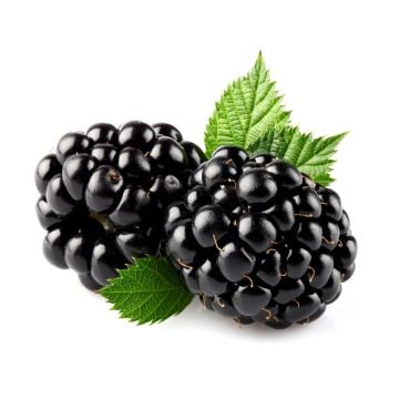 Blackberry & Bay Type Fragrance Oil