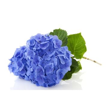 Blue Hydrangea Fragrance Oil