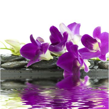Brazilian Orchid Fragrance Oil