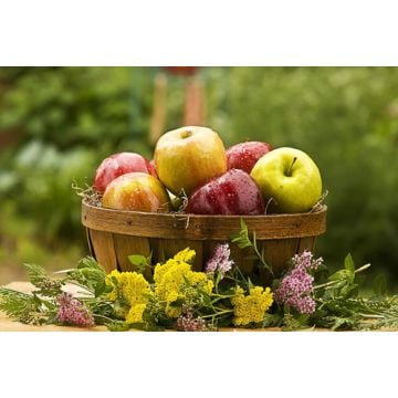 Country Apple Fragrance Oil