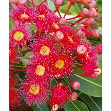 Eucalyptus Blossom Fragrance Oil