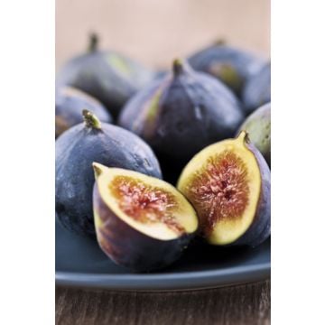 Fig & Olive Fragrance Oil