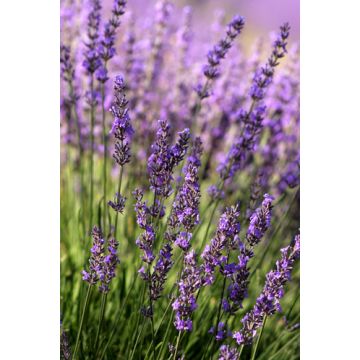 French Lavender Fragrance Oil +