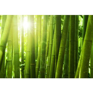 Fresh Cut Bamboo Fragrance Oil