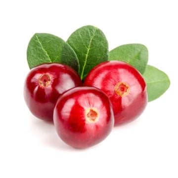 Frosted Cranberry Fragrance Oil