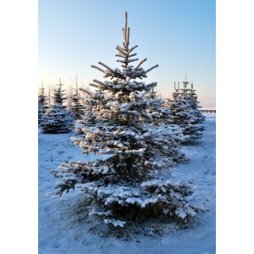 Frosted Spruce Fragrance Oil