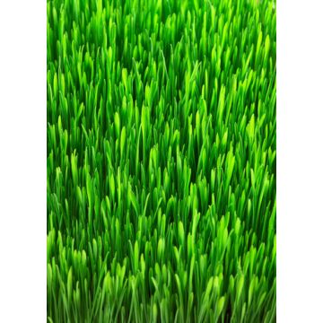 Green Grass Fragrance Oil