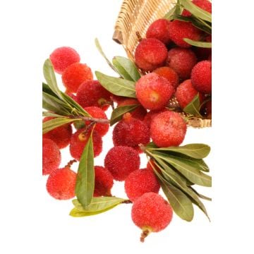 Holiday Bayberry Type Fragrance Oil