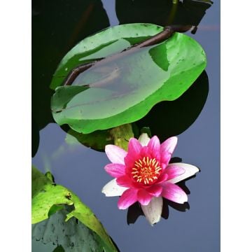 Japanese Lotus Blossom Fragrance Oil