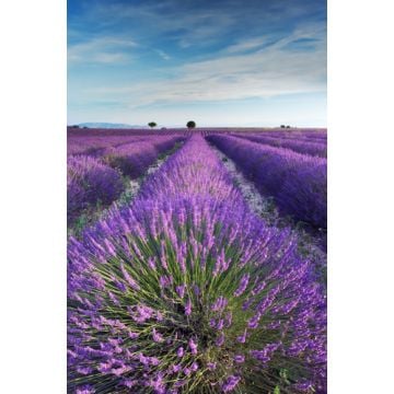 Lavender Breeze Fragrance Oil