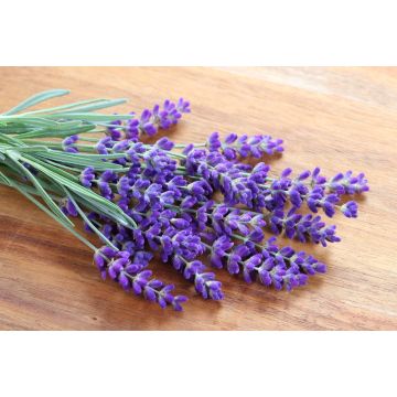 Lavender Sage Fragrance Oil