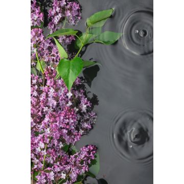 Lilac Rain Fragrance Oil