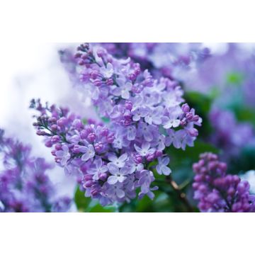 Lilacs & Violets Type Fragrance Oil