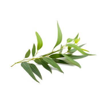 PW Eucalyptus Fragrance Oil **