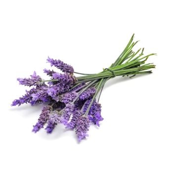 PW Lavender Fragrance Oil **