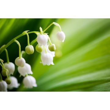 PW Lily of The Valley Fragrance Oil **+