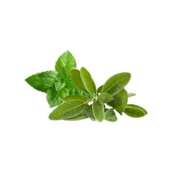 Garden Sage & Mint Type Fragrance Oil