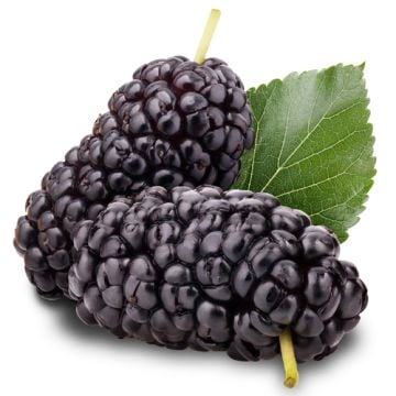 Spiced Mulberry Fragrance Oil