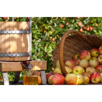 Sunlight & Apple Trees Fragrance Oil