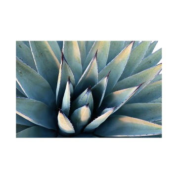 Agave Fragrance Oil