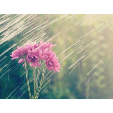 April Showers Type Fragrance Oil