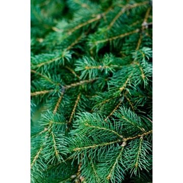 Balsam Fir Fragrance Oil