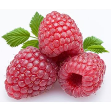 Berry Breeze Fragrance Oil