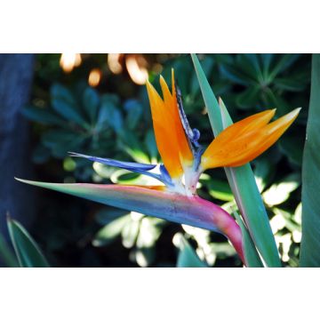 Bird of Paradise Creamy Fragrance Oil