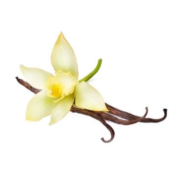 Black Vanilla Fragrance Oil