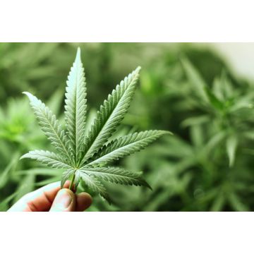 Marijuana Fragrance Oil-1 oz. sample bottle