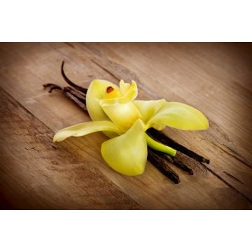 Cedarwood Vanilla Fragrance Oil 