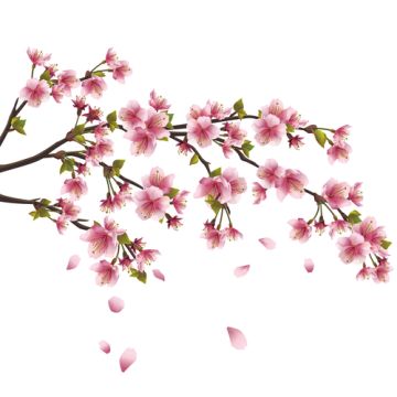 Japanese Cherry Blossom Fragrance Oil-1 oz. sample bottle