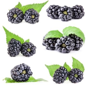 Christmas Mulberry Fragrance Oil