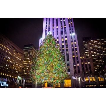Christmas Tree Fragrance Oil-1 oz. sample bottle