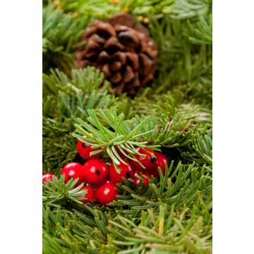 Cranberry Pine Fragrance Oil **
