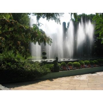 Dancing Waters Type Fragrance Oil