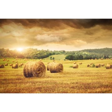 Fresh Cut Hay Fragrance Oil