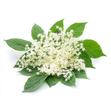 Elderflower Fragrance Oil-1 oz. sample bottle