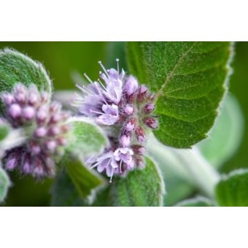 Eucalyptus Mint Fragrance Oil-1 oz. sample bottle