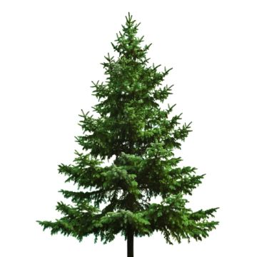 Evergreen Fragrance Oil-1 oz. sample bottle