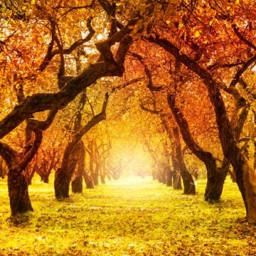 Fall Leaves Fragrance Oil