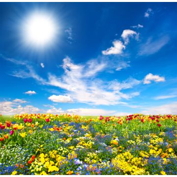 Floral Breeze Fragrance Oil