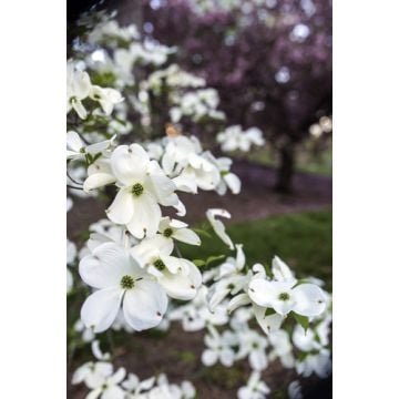 Flowering Dogwood Fragrance Oil +