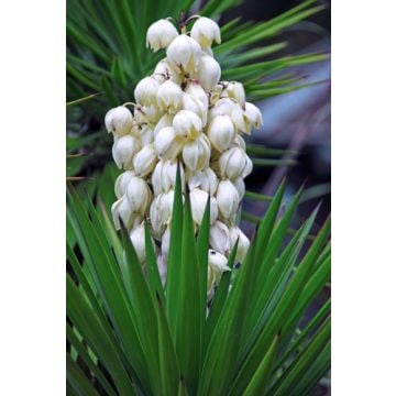 Flowering Yucca Fragrance Oil **