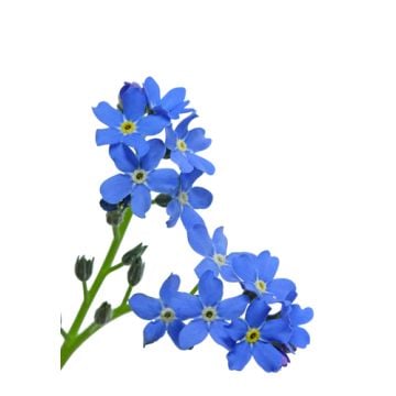 Forget Me Not Fragrance Oil